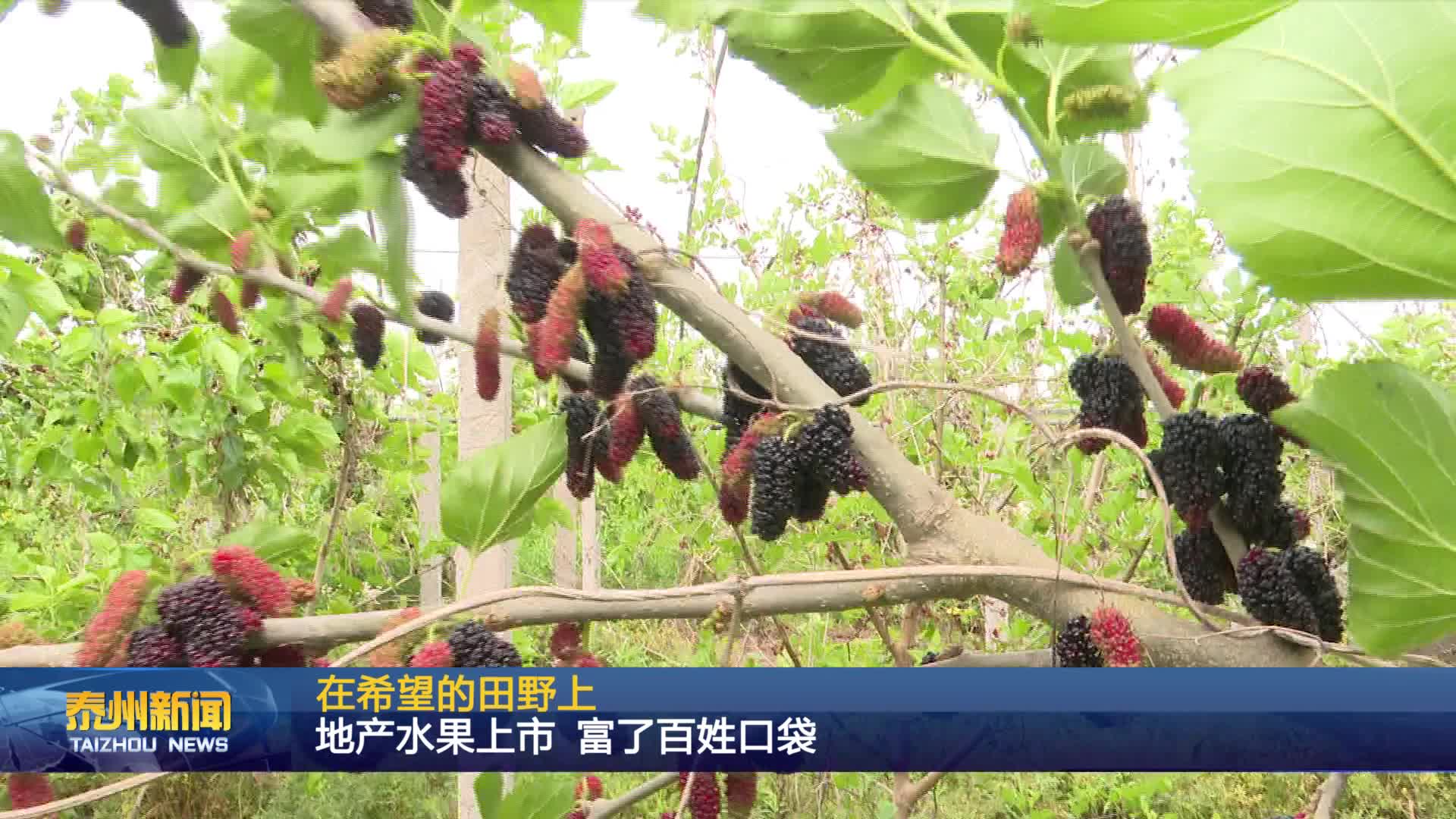 在希望的田野上  地产水果上市 富了百姓口袋
